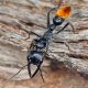 Wanted Myrmecia Mandibularis