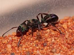 GREEN HEADED ANTS WITH LARVAE