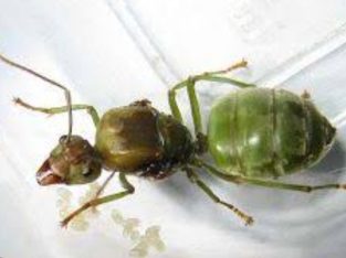 Queen green ants