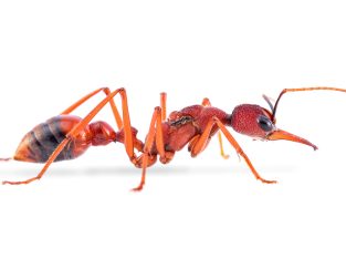 BIG SALE *Giant red bullant queens in various stages