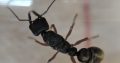 Myrmecia fulvipes queen for sale *** SOLD PENDING FERTILITY CONFIRMATION***
