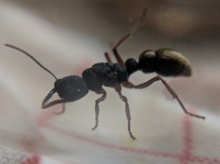 Myrmecia fulvipes queen for sale *** SOLD PENDING FERTILITY CONFIRMATION***