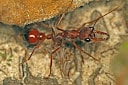 WANTED small myrmecia colonnies and queens