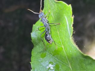 Myrmecia tarsata