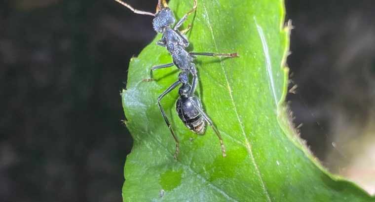 Myrmecia tarsata